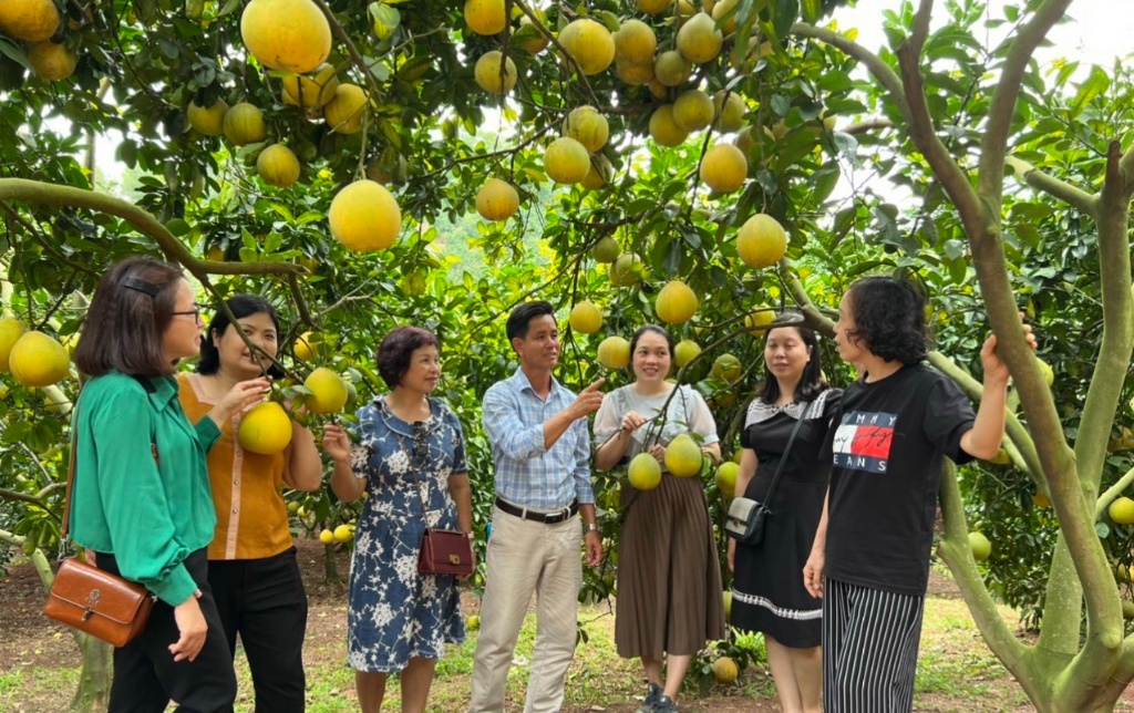 Hấp dẫn du lịch sinh thái vùng cây ăn quả huyện Lục Ngạn